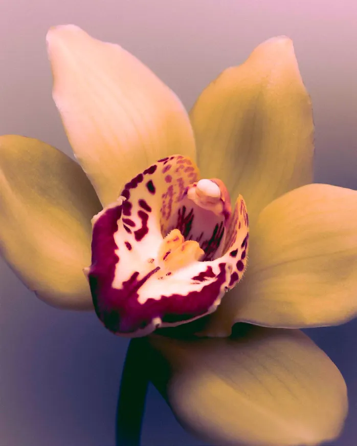 NOVE floral campaign