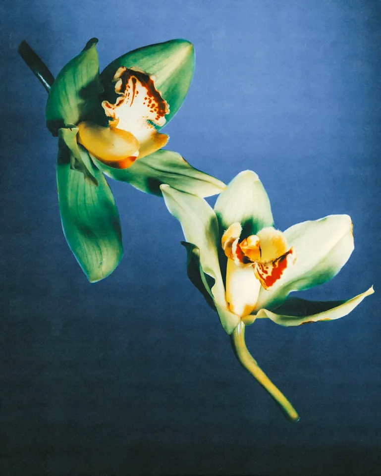 NOVE orchid campaign