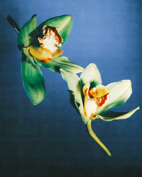 Orchids on a blue background from the NOVE campaign