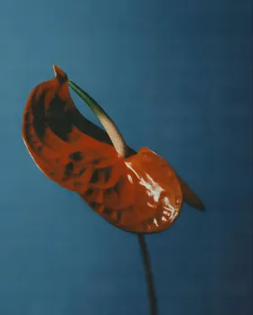 Orange flower on blue in a NOVE campaign